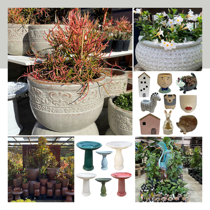 Poppy's 30% off Pots and Plants Winter Sale