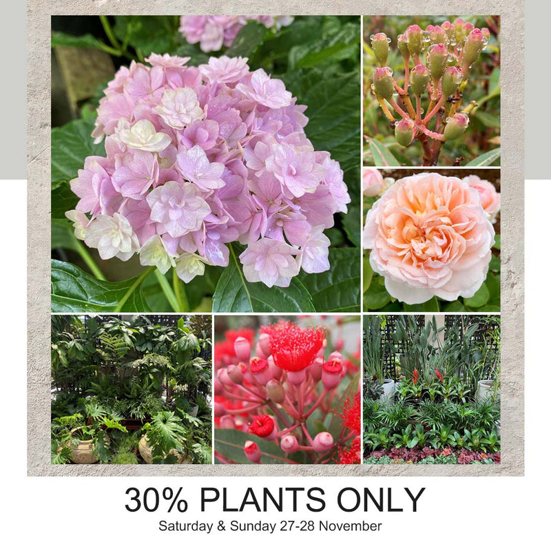 30% off PLANTS ONLY this weekend at Poppy's Home and Garden