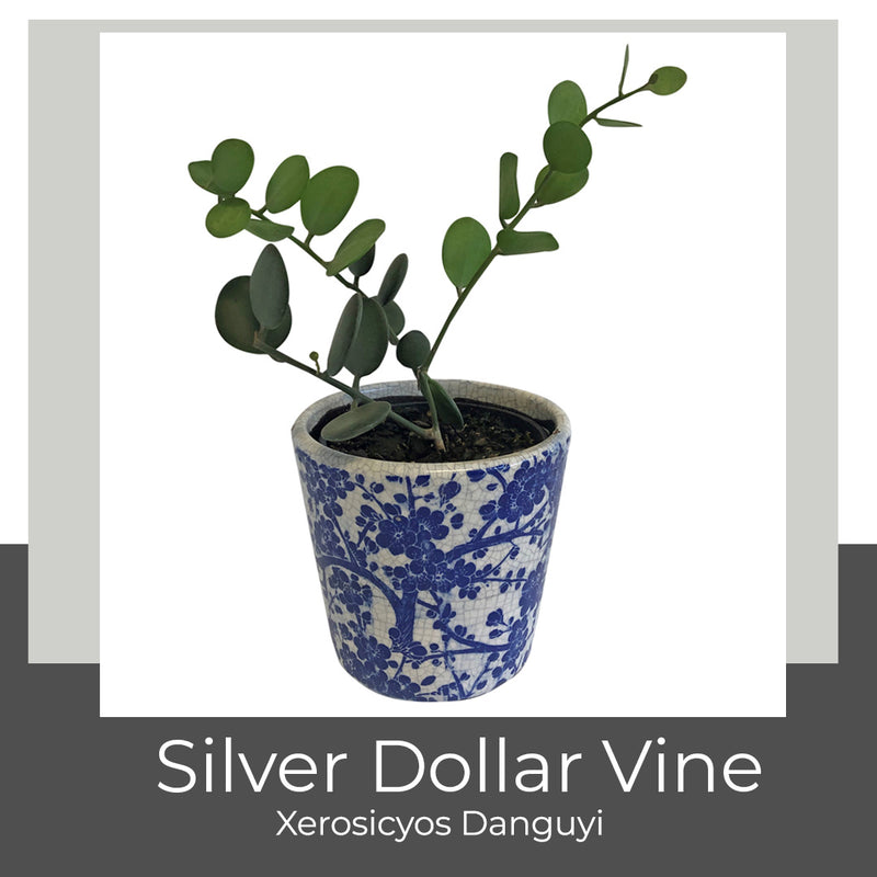 Xerosicyos Danguyi Silver Dollar Vine