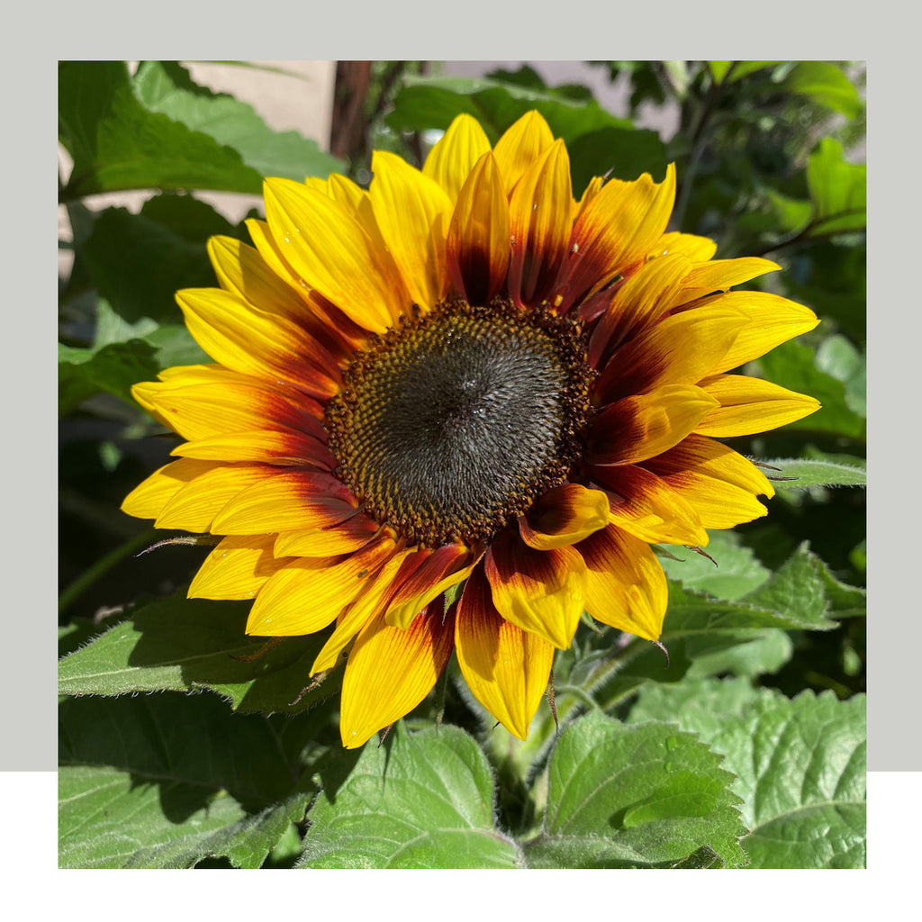 Yellow Sunflowers at Poppy's Home and Garden Newcastle