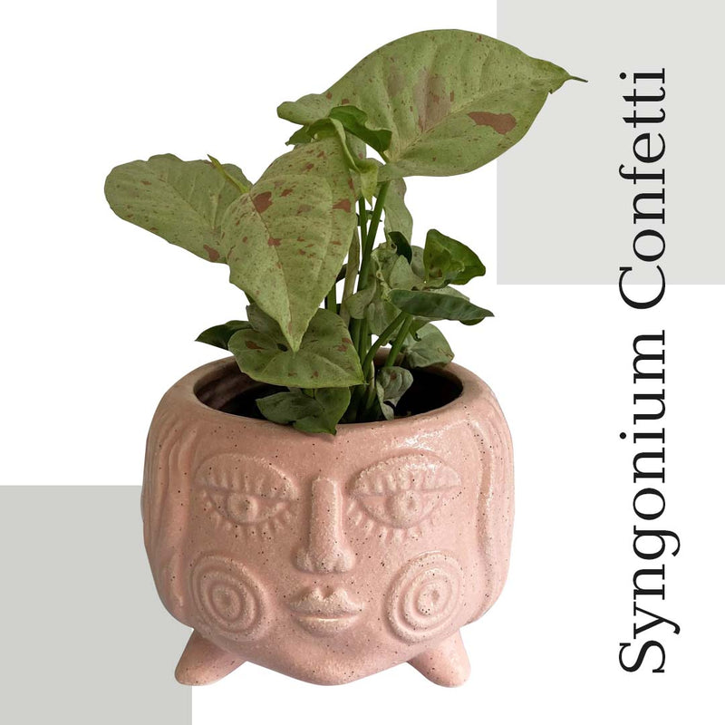 Syngonium Confetti @ Poppy's Home and Garden