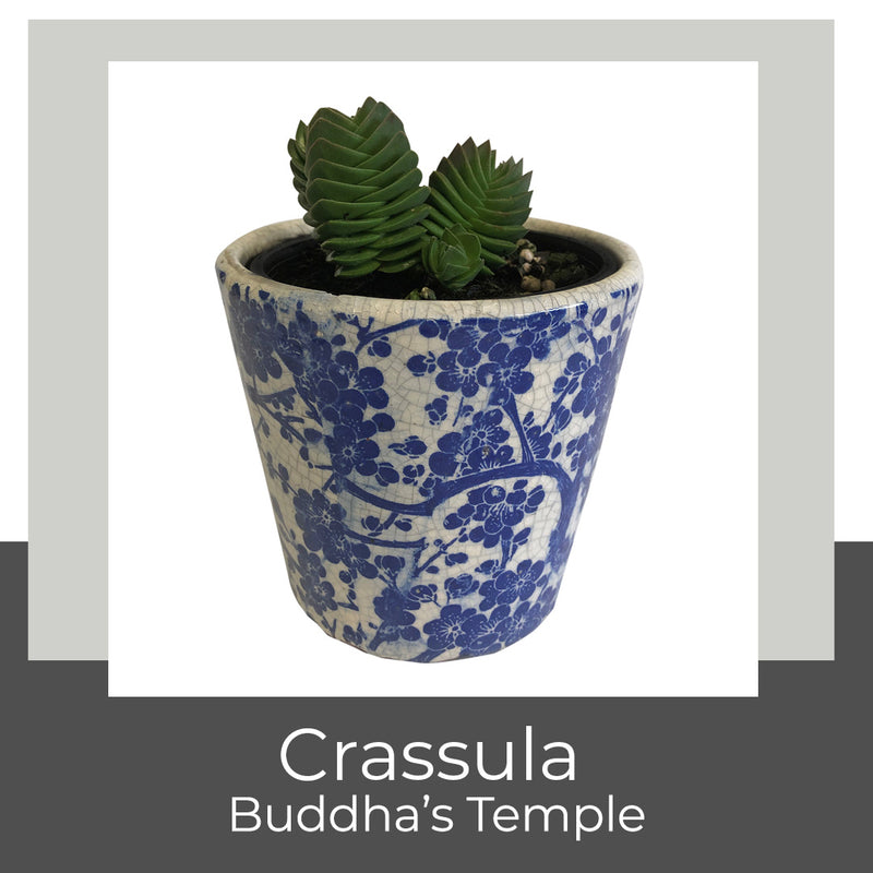 Crassula Buddha's Temple
