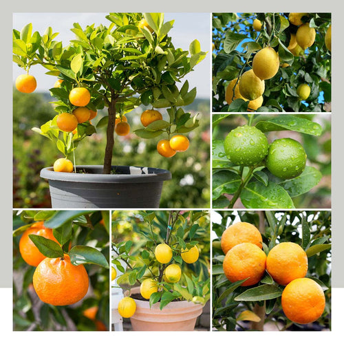 Just Arrived Dwarf Citrus Trees – Poppy's Home And Garden