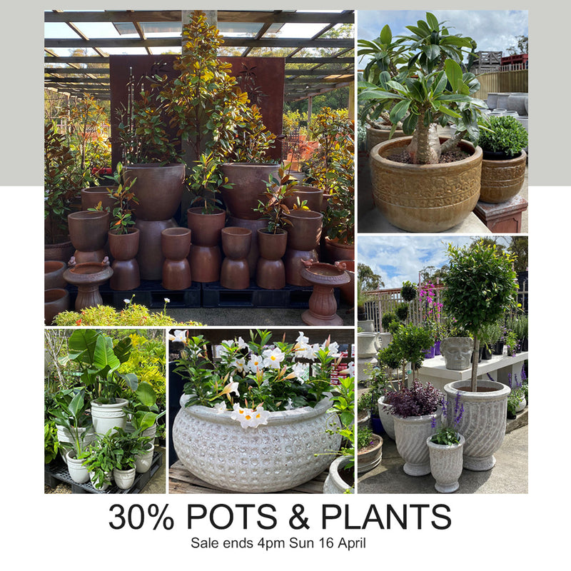 Poppy's 30% off Pots and Plants Easter Sale