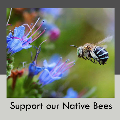 Support our Native Bees – Poppy's Home and Garden