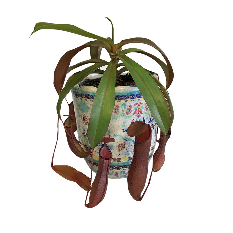 Red Form Pitcher Plant Nepenthes Sanguinea