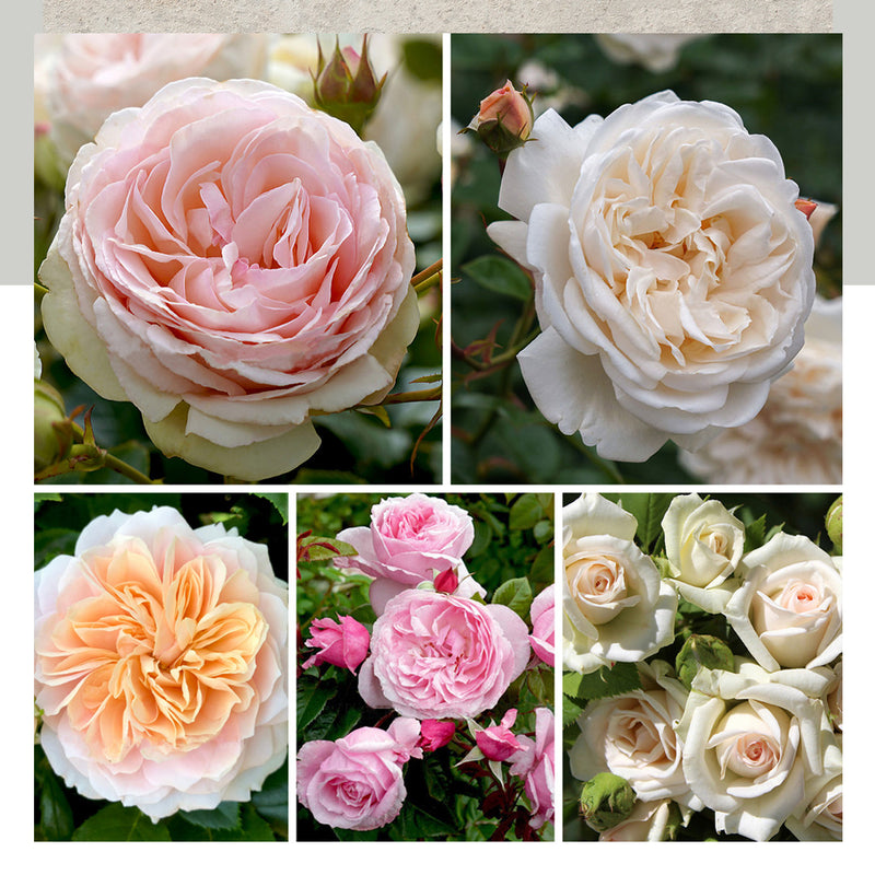 50% off Standard and Tea Bush Roses at Poppy's