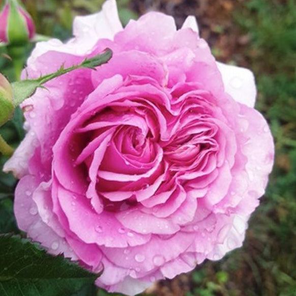 Belle Perfume Rose