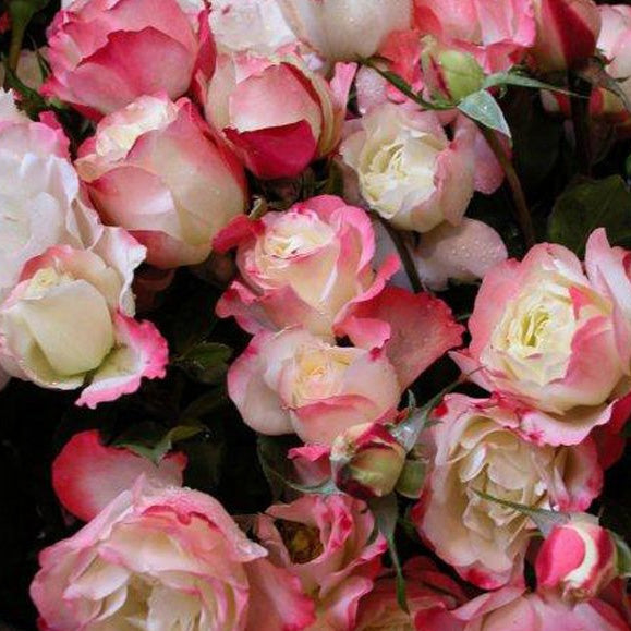 Carmagnole Rose – Poppy's Home and Garden