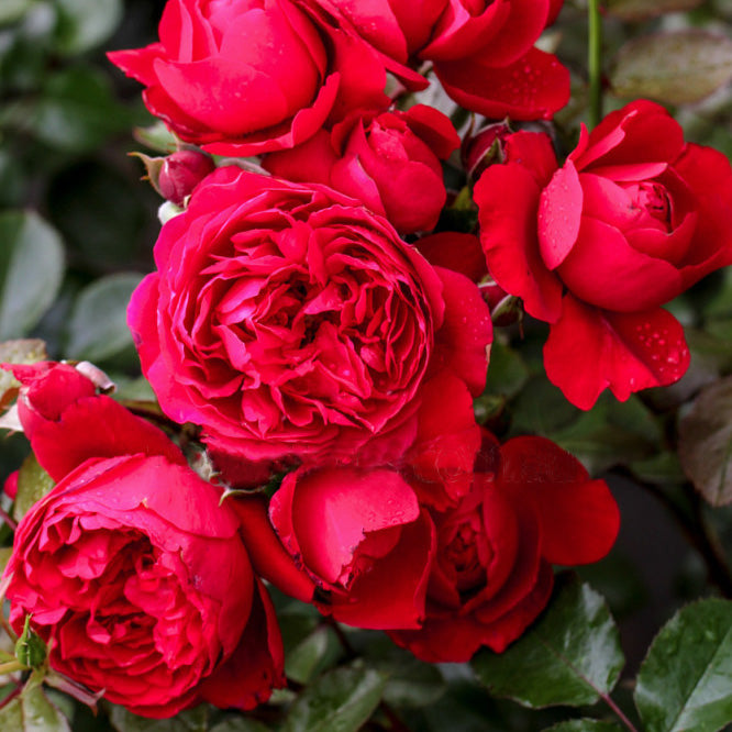 Weeping Roses TALL FLORENTINA WEEPING STARND 1.7M ROSE – Poppy's Home and Garden