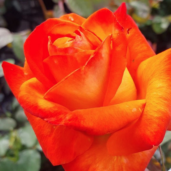 FRANCE LIBRE ROSE – Poppy's Home and Garden