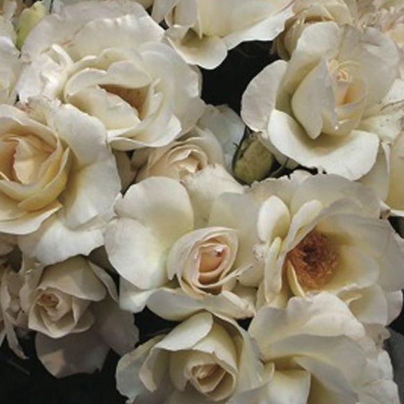 GRAND NORD ROSE – Poppy's Home and Garden