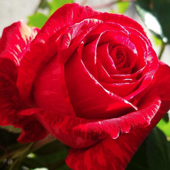 Red Intuition Rose