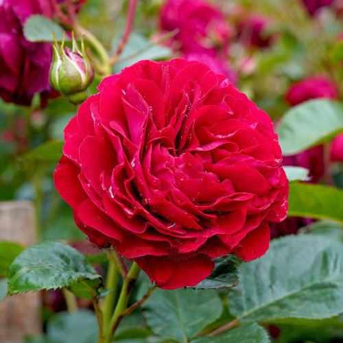 Bordeaux Floribunda Bush Rose
