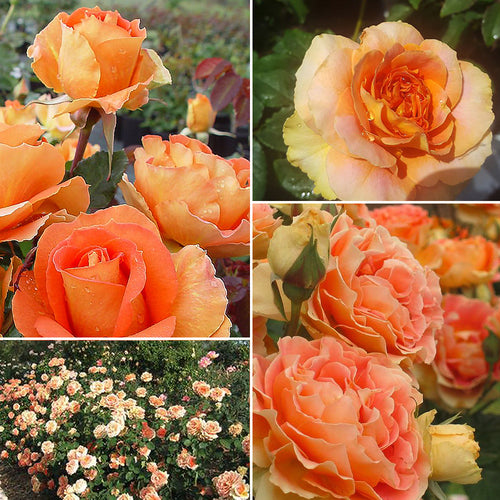 Roses at Poppy's Home and Garden Newcastle
