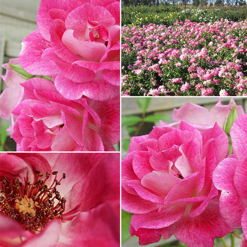 GARDEN PLANTS at Poppy's Home and Garden Newcastle Lake Macquarie