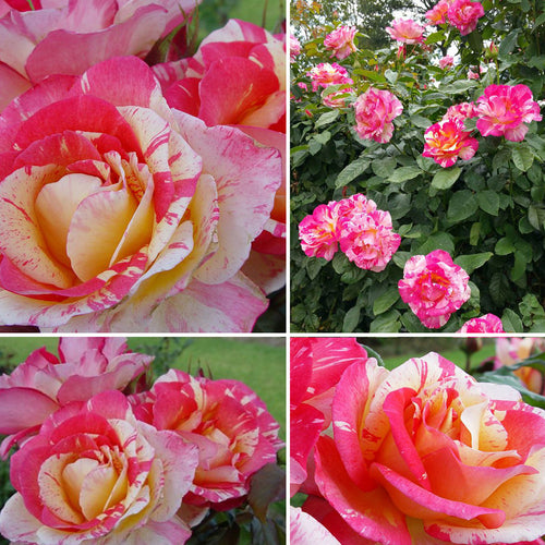 Roses at Poppy's Home and Garden Newcastle