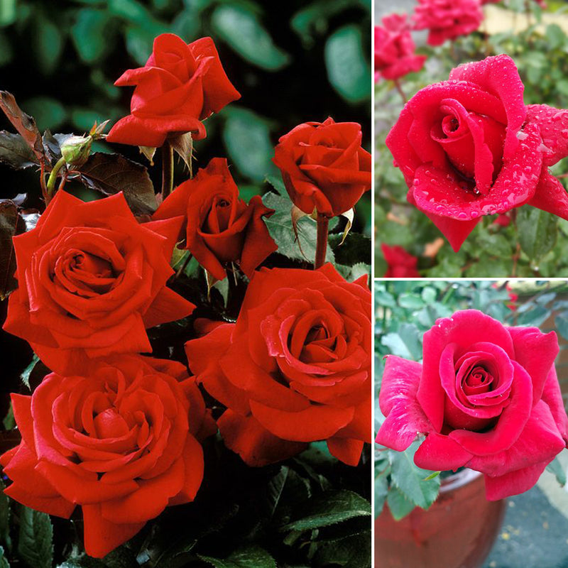 FIREFIGHTER ROSE 200MM – Poppy's Home and Garden