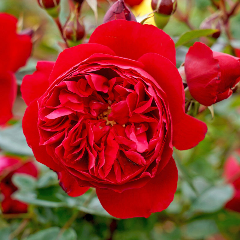 Weeping Roses FLORENTINA WEEPING STANDARD ROSE 400MM – Poppy's Home and Garden