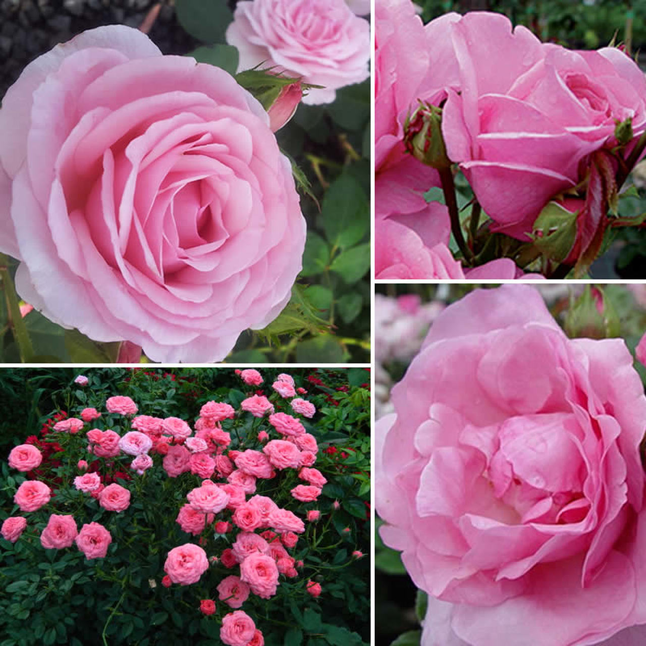 MY HERO ROSE 200MM – Poppy's Home and Garden