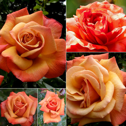 Remember Me Series Roses REMEMBER ME ROSE 200MM – Poppy's Home and Garden