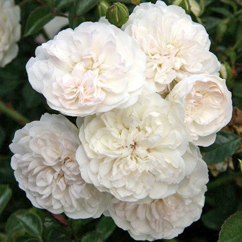 Weeping Roses SEA FOAM WEEPING STANDARD 1.7M ROSE 400MM – Poppy's Home and Garden