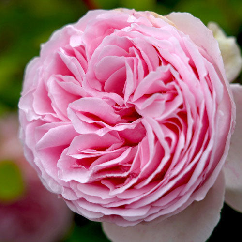 Tallulah Modern Shrub Rose