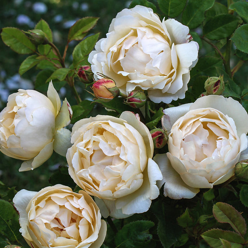 Wollerton Old Hall Weeper Standard Rose